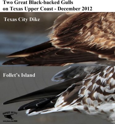 Great Black-backed Gulls - UTC 2012 - plumage differences
