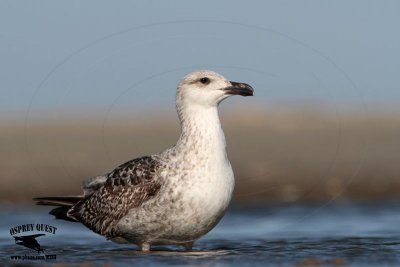 _MG_3534 Great Black-backed Gull.jpg