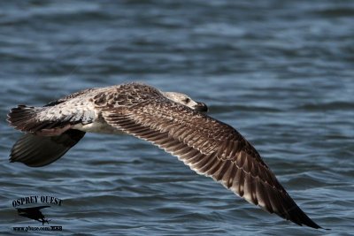 _MG_5304 Great Black-backed Gull.jpg