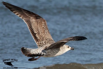 _MG_5636 Great Black-backed Gull.jpg