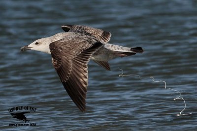 _MG_5738 Great Black-backed Gull.jpg