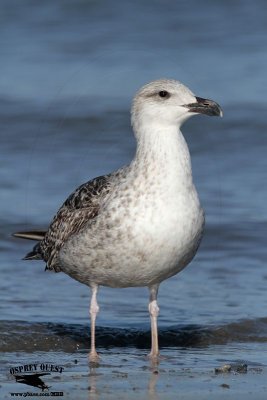 _MG_6109 Great Black-backed Gull.jpg