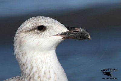 _MG_6519 Great Black-backed Gull.jpg