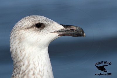 _MG_6535 Great Black-backed Gull.jpg