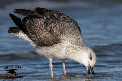 _MG_8169 Great Black-backed Gull.jpg