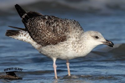 _MG_8171 Great Black-backed Gull.jpg