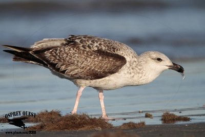 _MG_8307 Great Black-backed Gull.jpg