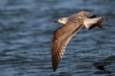 _MG_8952 Great Black-backed Gull.jpg