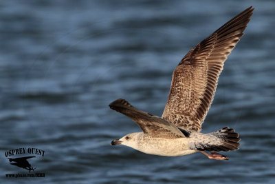 Great Black-backed Gull - Texas City Dike - December 18, 2012