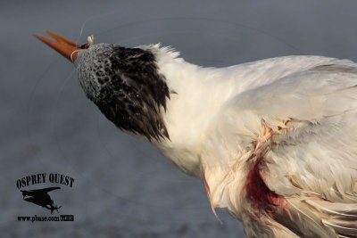 _MG_6552 Royal Tern.jpg