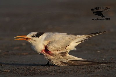 _MG_7255 Royal Tern.jpg