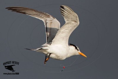 _MG_1829 Royal Tern.jpg