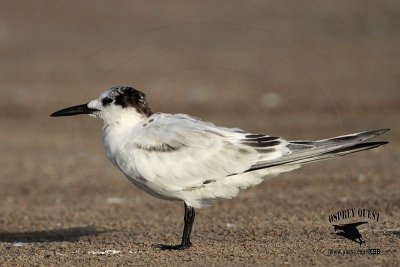 _MG_0177 Sandwich Tern.jpg