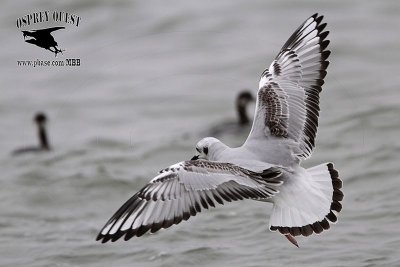 _MG_1815 Bonaparte's Gull & Eared Grebe.jpg