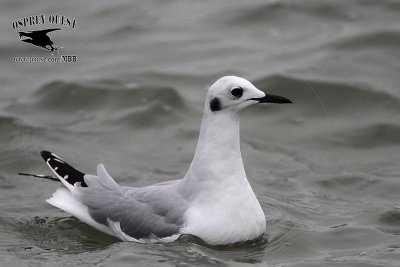 _MG_2076 Bonaparte's Gull.jpg