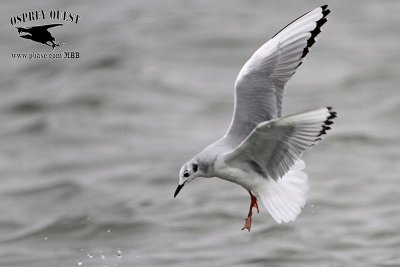 _MG_2179 Bonaparte's Gull.jpg