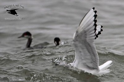 _MG_2183 Bonaparte's Gull & Eared Grebe.jpg