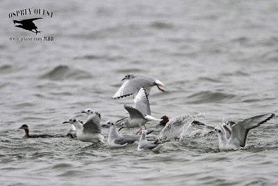 _MG_2311 Bonaparte's Gull & Eared Grebe.jpg