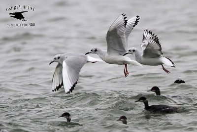 _MG_2333 Bonaparte's Gull & Eared Grebe.jpg