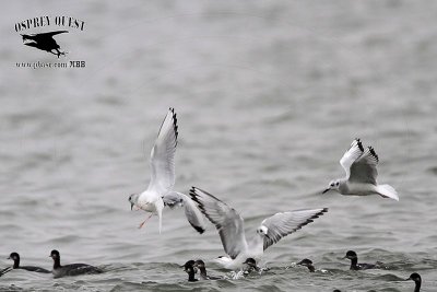 _MG_2364 Bonaparte's Gull & Eared Grebe.jpg