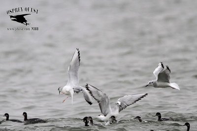 _MG_2364 Bonaparte's Gull & Eared Grebe.jpg