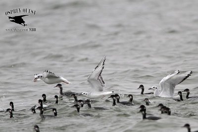 _MG_2372 Bonaparte's Gull & Eared Grebe.jpg