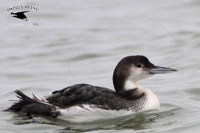 Common Loon showing extensive white on flanks - January 12, 2013 UTC