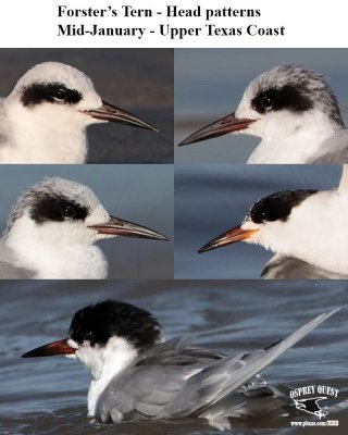 Forster’s Tern - Head patterns - Mid-January - UTC