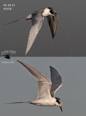 Forsters Tern with misleading impression of having a dark carpal bar