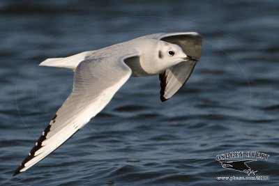 _MG_3834 Bonaparte's Gull.jpg