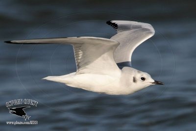 _MG_3837 Bonaparte's Gull.jpg