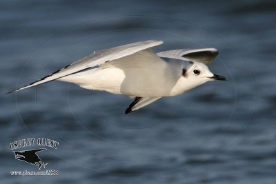 _MG_3839 Bonaparte's Gull.jpg