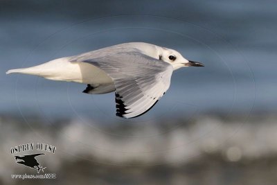 _MG_3851 Bonaparte's Gull.jpg