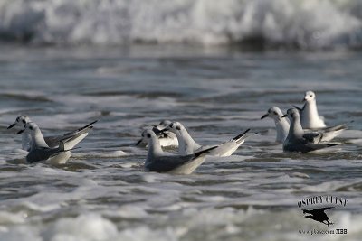 _MG_4488 Bonaparte's Gull.jpg