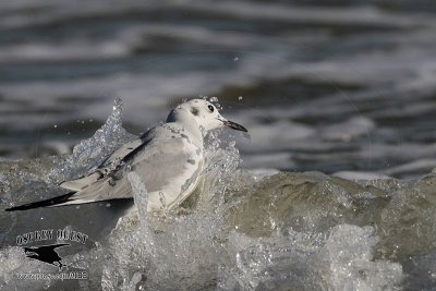 Bonaparte’s Gull flock feeding in breakers - UTC January
