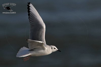 _MG_4704 Bonaparte's Gull.jpg