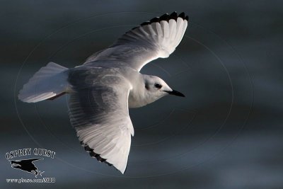 _MG_4706 Bonaparte's Gull.jpg