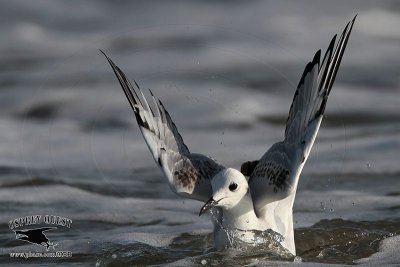 _MG_4733 Bonaparte's Gull.jpg