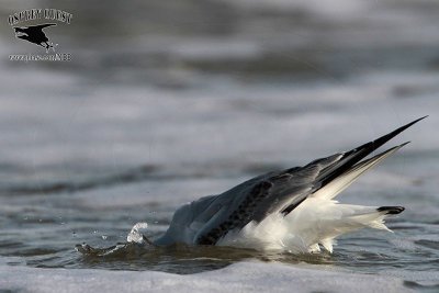 _MG_4739 Bonaparte's Gull.jpg