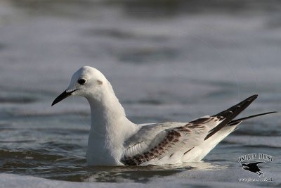 _MG_4741 Bonaparte's Gull.jpg