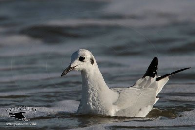 _MG_4813 Bonaparte's Gull.jpg