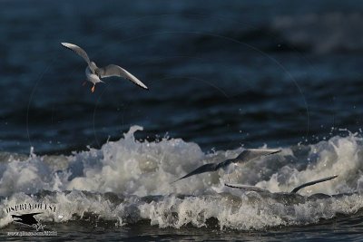 _MG_5024 Bonaparte's Gull.jpg