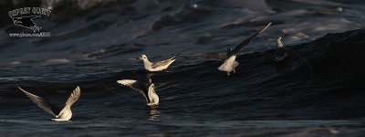 _MG_5054 Bonaparte's Gull.jpg