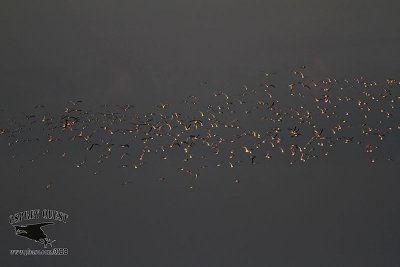 _MG_5382 Forster's Tern & Black Skimmer flock.jpg