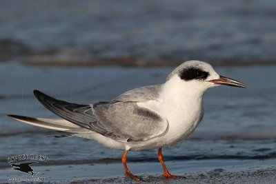 Forster’s Tern with dark carpal bar