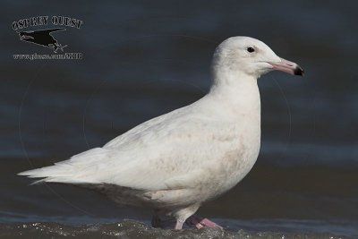 _MG_1277 Glaucous Gull.jpg