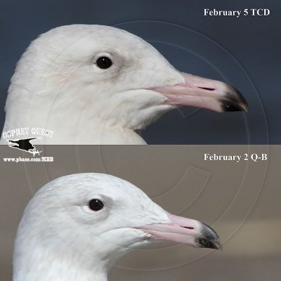 Glaucous Gulls - Upper Texas Coast - February 2013 - Individual differences