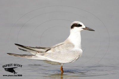 Forsters Tern - juvenile