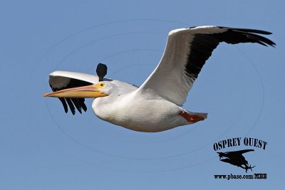 _MG_9078 American White Pelican with tag.jpg