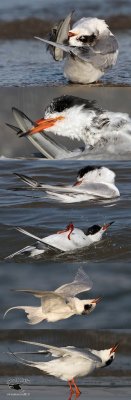 Forster's Tern - HEAD TURNING AND FLICKING
